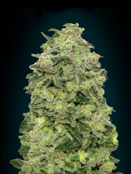 Afghan Skunk Auto Feminised Seeds - 3