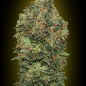 Critical Soma Auto Feminised Seeds - 3