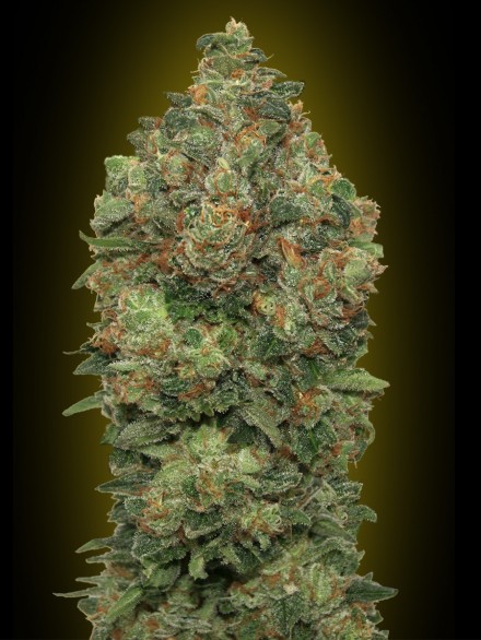 Critical Soma Auto Feminised Seeds - 3