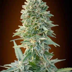 Jack Herer Auto Feminised Seeds - 3