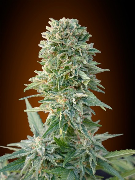 Jack Herer Auto Feminised Seeds - 3