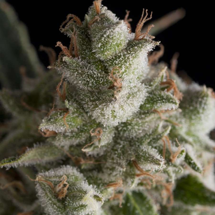Fresh Candy Feminised Seeds - 1