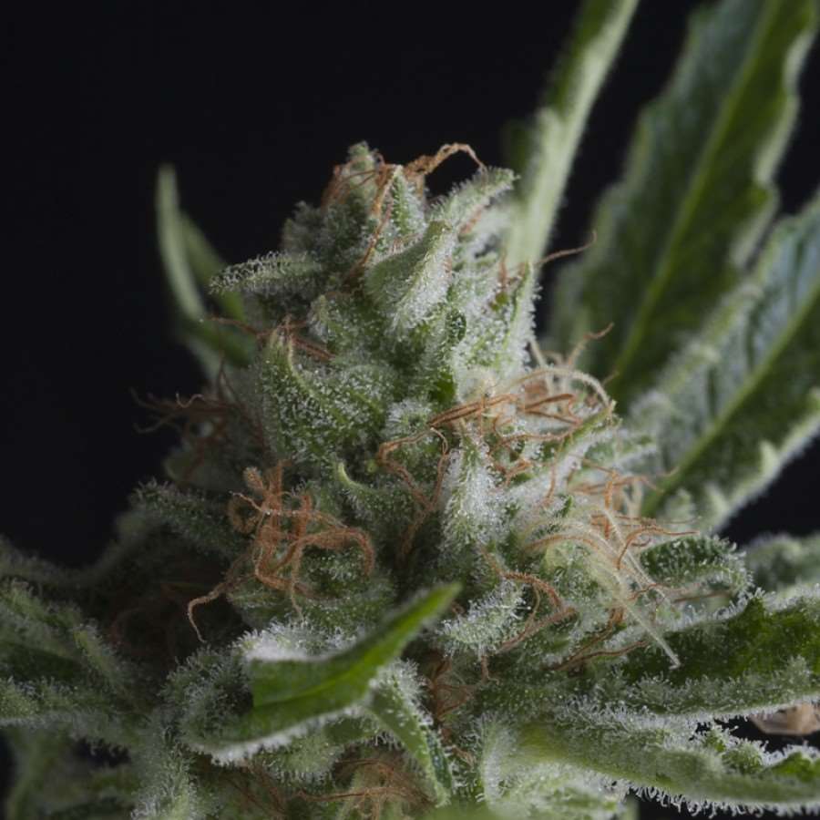 Shark Feminised Seeds - 1