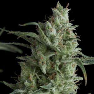 Kryptonite Feminised Seeds - 1