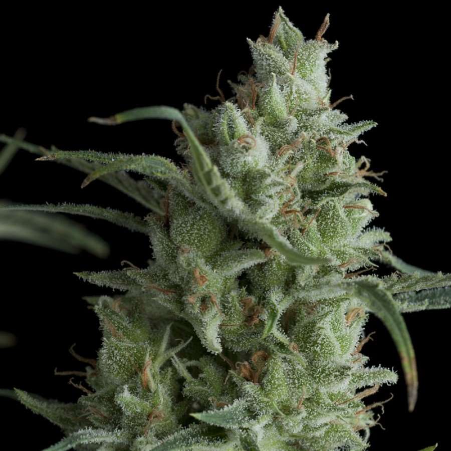 Kryptonite Feminised Seeds - 1