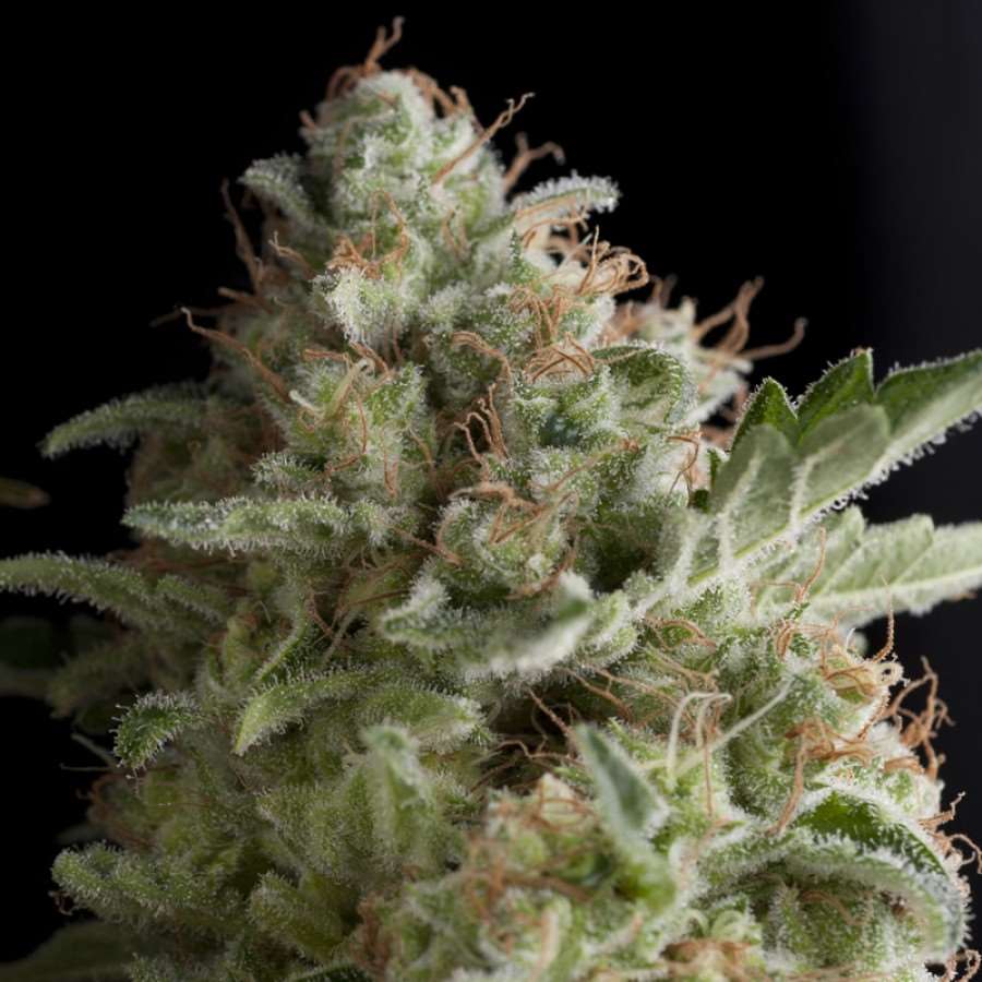 American Pie Feminised Seeds - 1