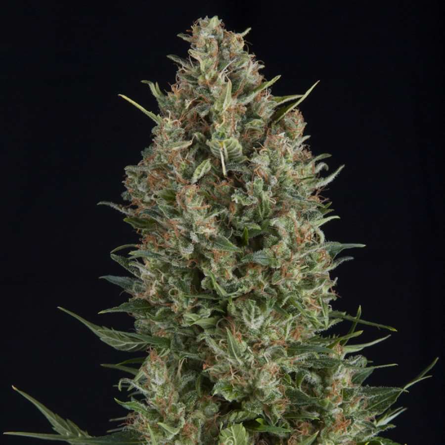 Wembley Feminised Seeds - 1