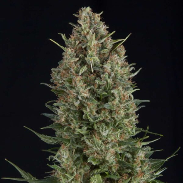 Wembley Feminised Seeds - 5