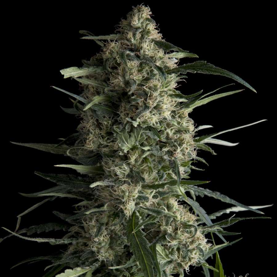 Galaxy Feminised Seeds - 1