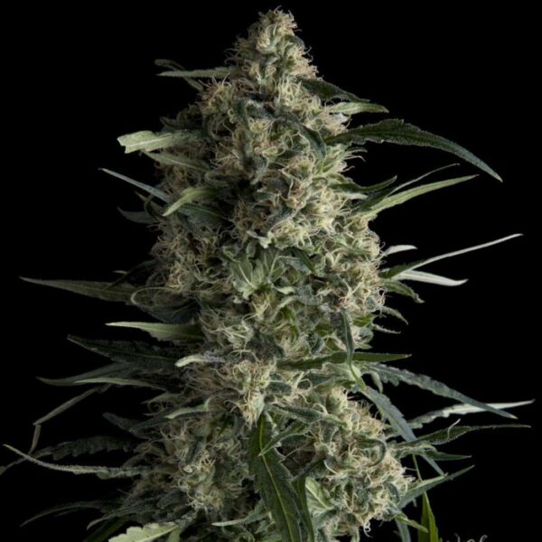 Galaxy Feminised Seeds - 3