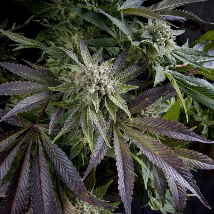 Blue Pyramid Feminised Seeds - 1