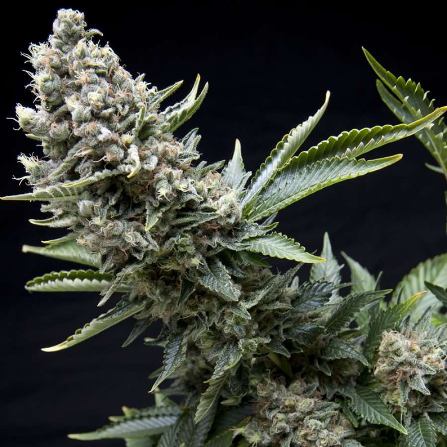 New York City Feminised Seeds - 1