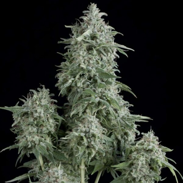 Anubis Feminised Seeds - 3