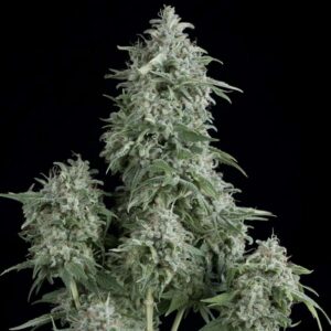 Anubis Feminised Seeds - 5