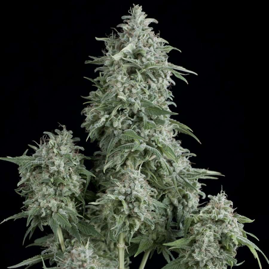 Anubis Feminised Seeds - 5