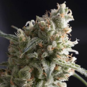 Lennon Feminised Seeds - 5