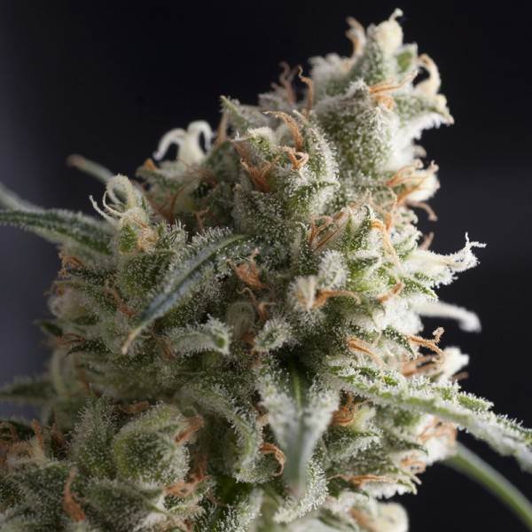 Lennon Feminised Seeds - 5