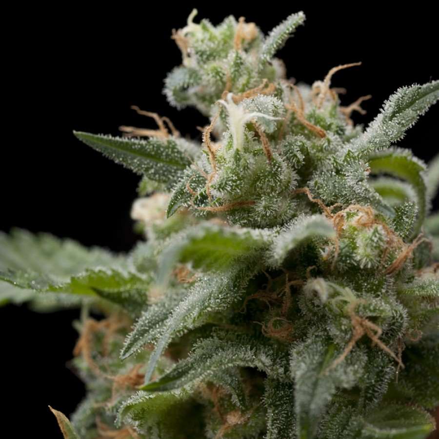 Super Hash Feminised Seeds - 1