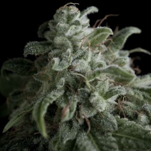 Nefertiti Feminised Seeds - 3