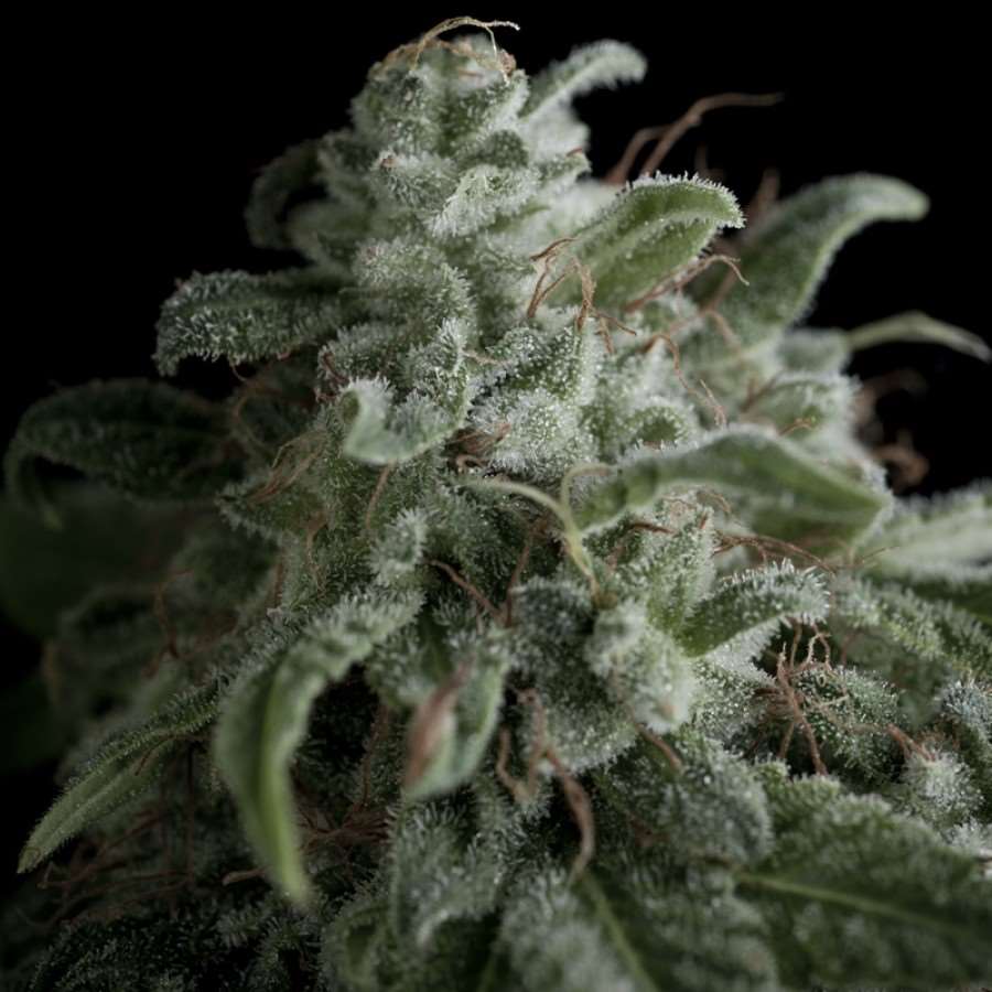 Nefertiti Feminised Seeds - 3