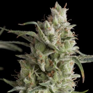 Super OG Kush Feminised Seeds - 1