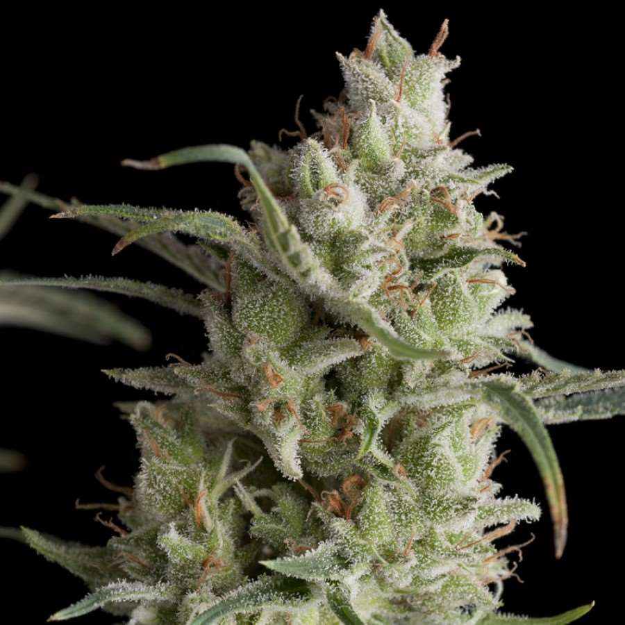 Super OG Kush Feminised Seeds - 1