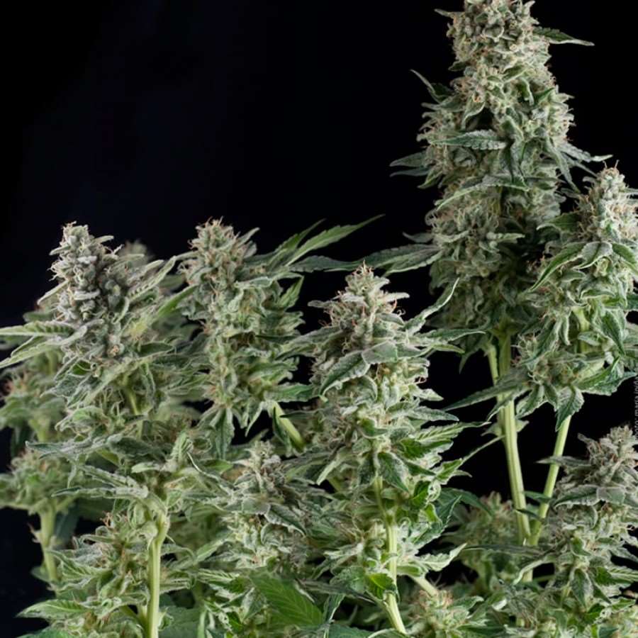 Northern Lights Feminised Seeds - 3