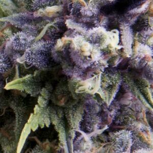 Purple Auto Feminised Seeds - 1