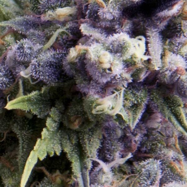 Purple Auto Feminised Seeds - 1