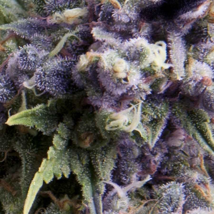 Purple Auto Feminised Seeds - 1