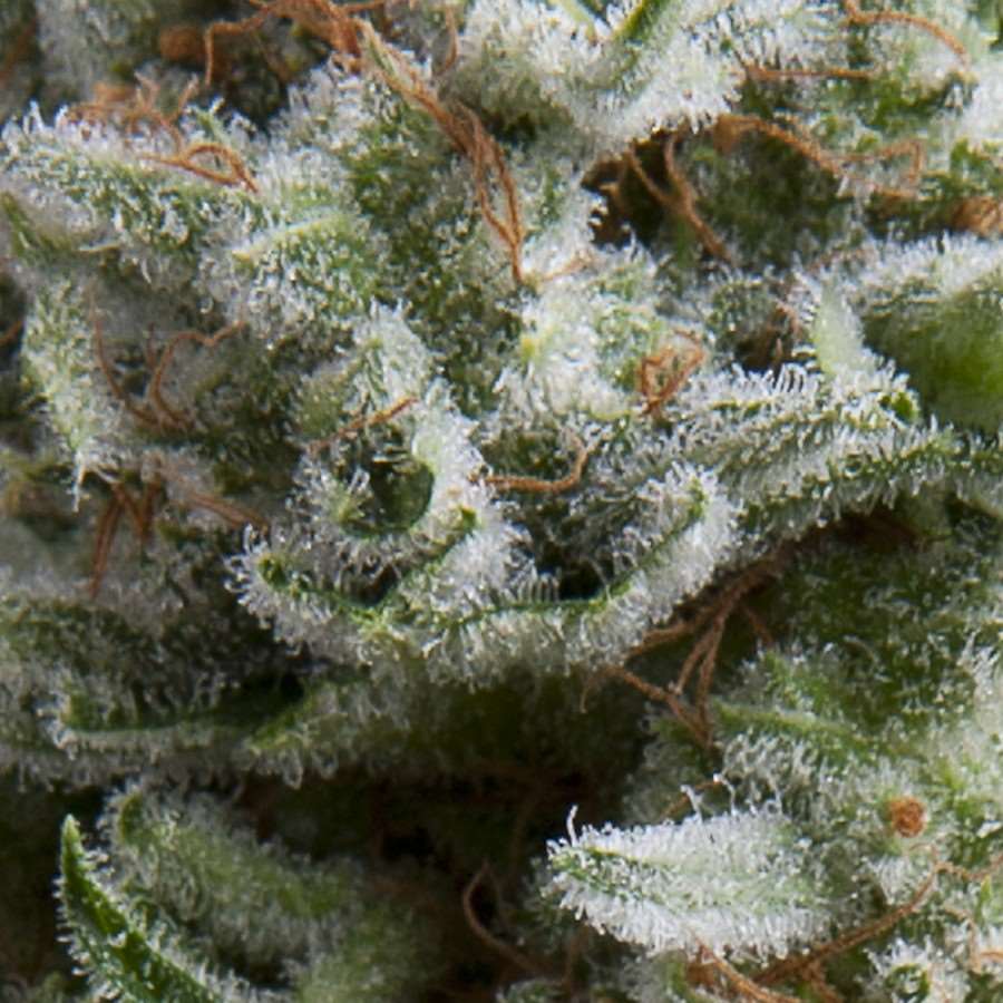 Anesthesia Auto Feminised Seeds - 3