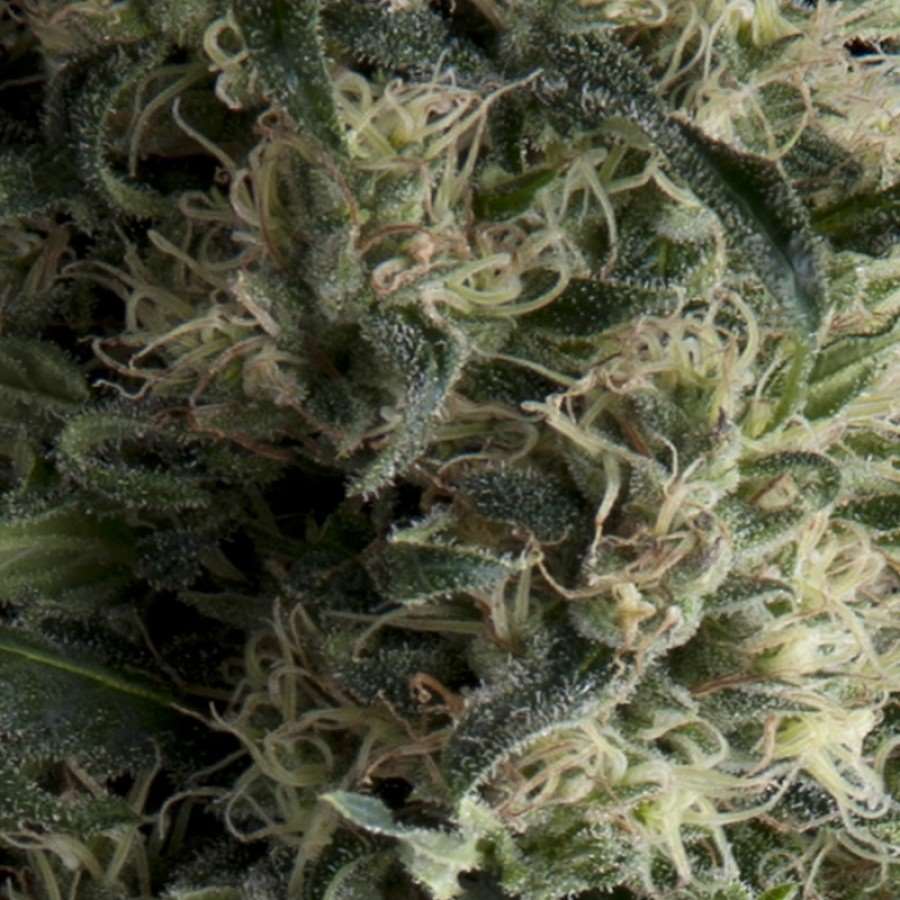 Galaxy Auto Feminised Seeds - 1