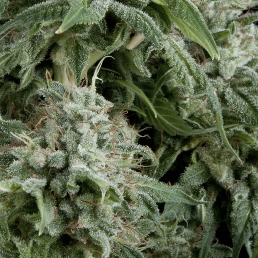 Northern Lights Auto Feminised Seeds - 1