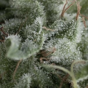 Nefertiti Auto Feminised Seeds - 1