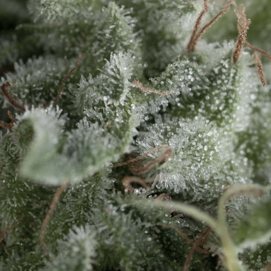 Nefertiti Auto Feminised Seeds - 1