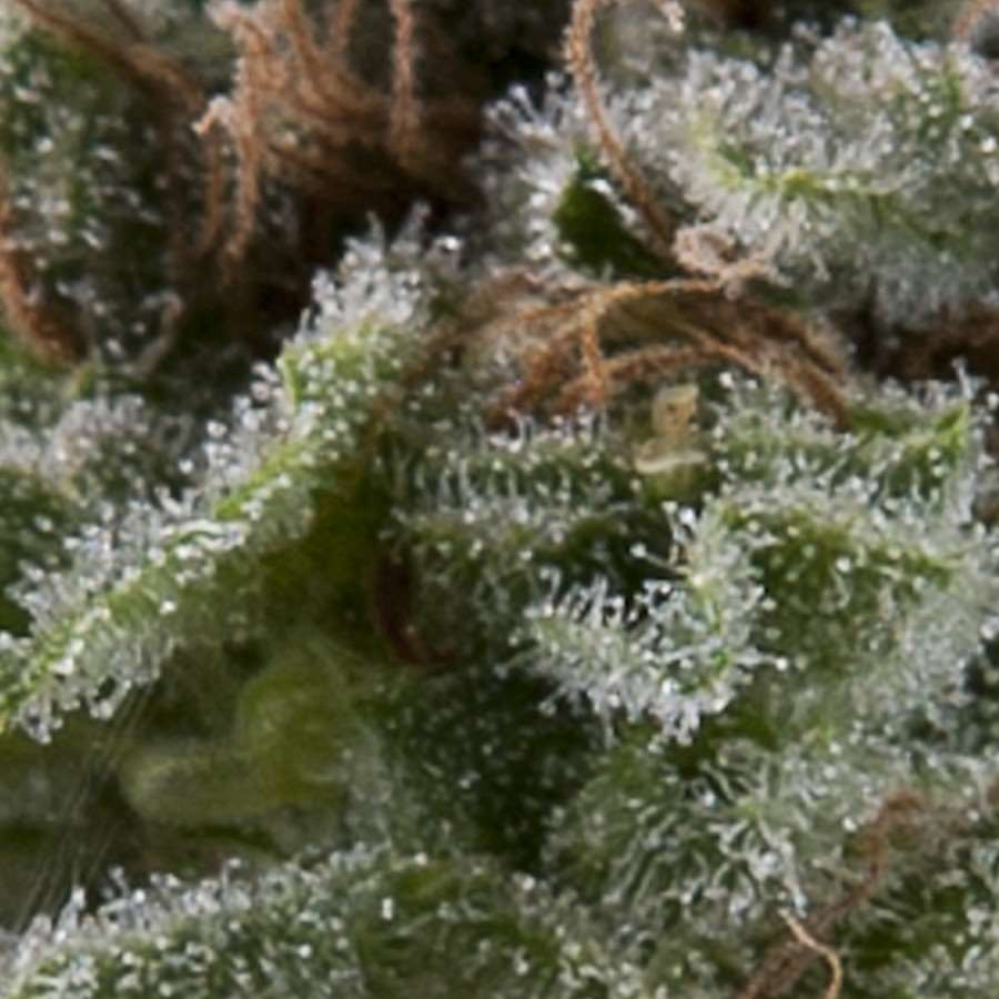 Lennon Auto Feminised Seeds - 1