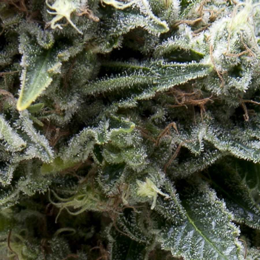 New York City Auto Feminised Seeds - 1
