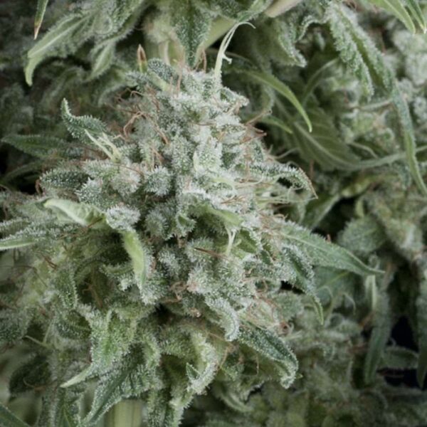Anubis Auto Feminised Seeds - 1