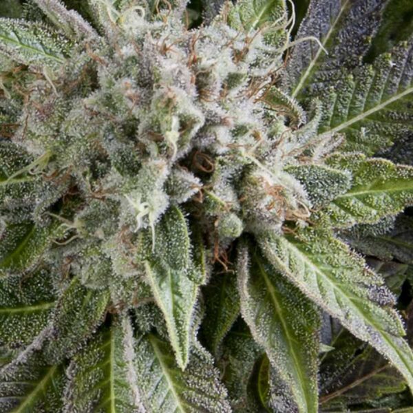 Blue Pyramid Auto Feminised Seeds - 5