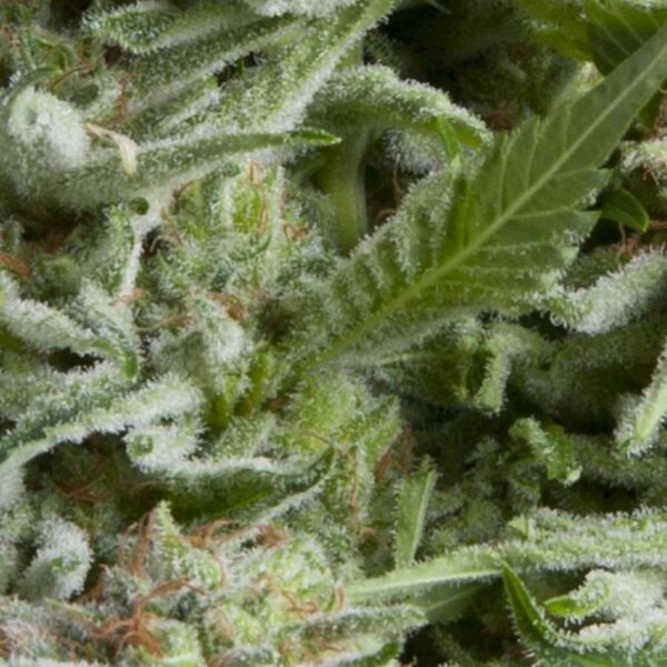 Alpujarrena Auto Feminised Seeds - 3