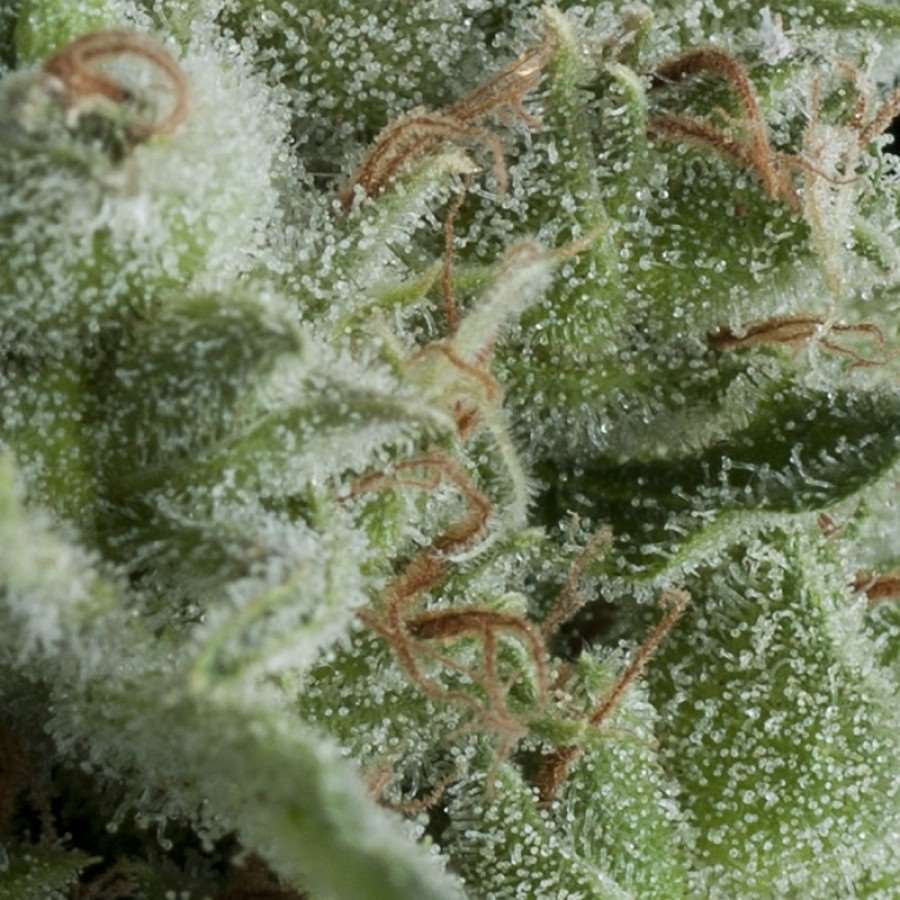 Kryptonite Auto Feminised Seeds - 1
