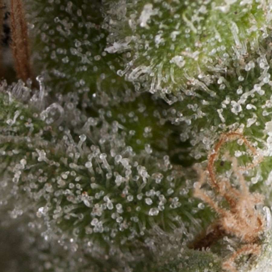 Fresh Candy Auto Feminised Seeds - 1