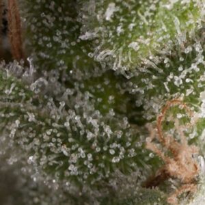 Fresh Candy Auto Feminised Seeds - 5