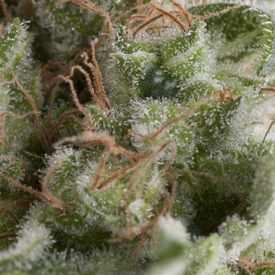 American Pie Auto Feminised Seeds - 1