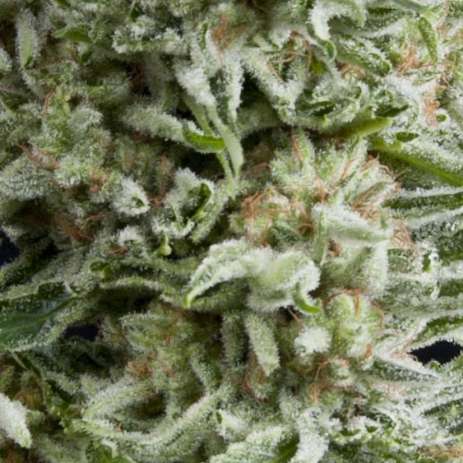 Amnesia Gold Auto Feminised Seeds - 5