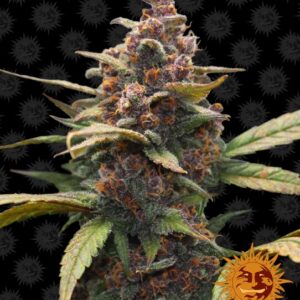 Ayahuasca Purple Feminised Seeds - 10