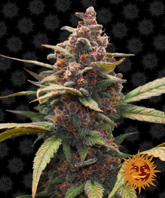 Ayahuasca Purple Feminised Seeds - 10