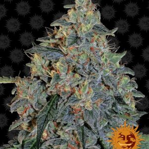 Blueberry OG Feminised Seeds - 3