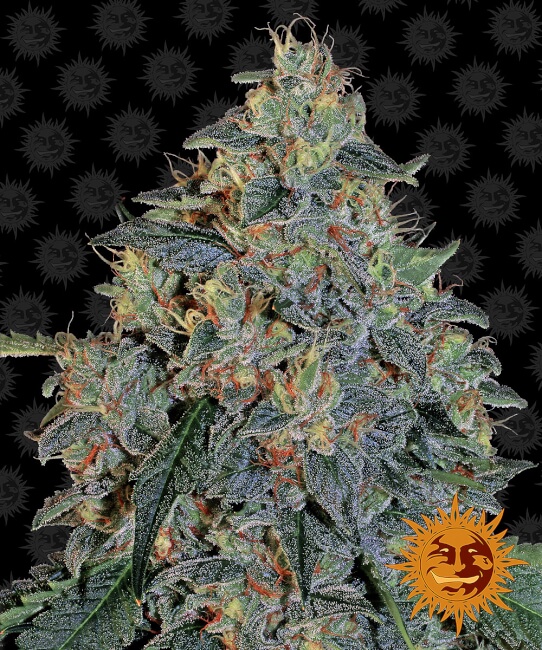 Blueberry OG Feminised Seeds - 3