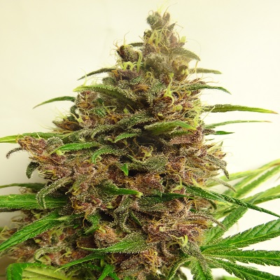 Malawi x PCK Feminised Seeds - 5